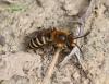 Colletes hederae